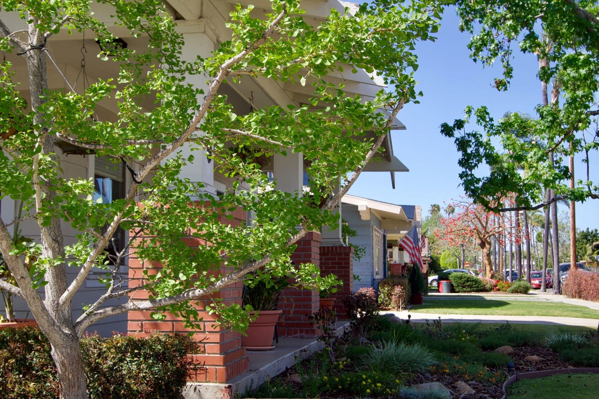 Everything you want to know about HOAs and trees
