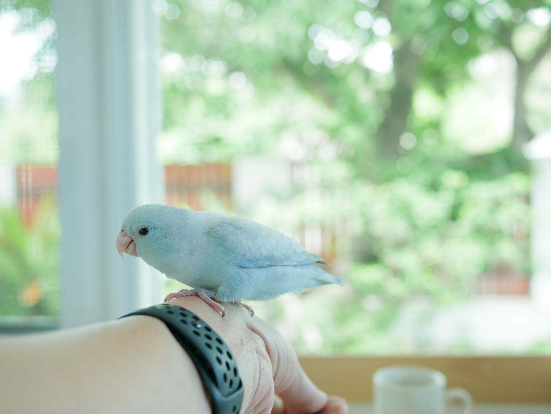 HUD withdraws guidance on approving emotional support animals: What this could mean for HOA members